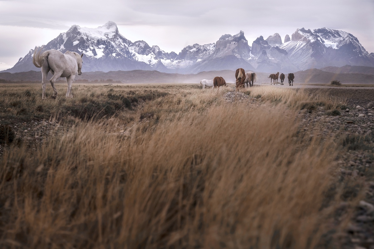 Patagonia Indomable — obra de Rodrigo Bauer