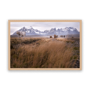 Patagonia Indomable