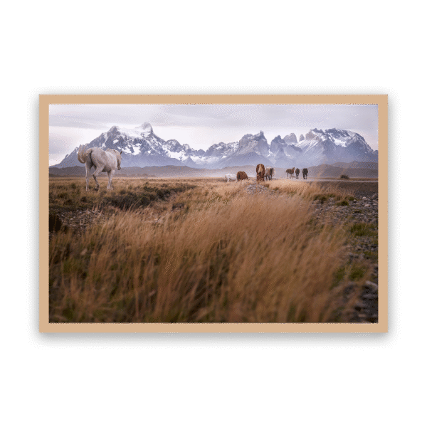 Patagonia Indomable